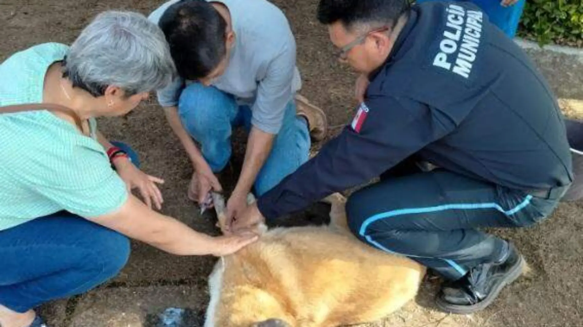 perros envenenados